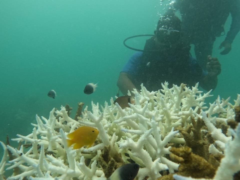 Andaman, 40 feet beneath the sea