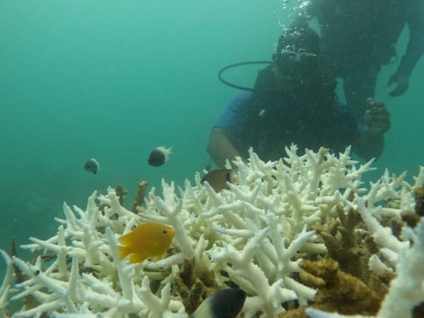 Andaman, 40 feet beneath the sea